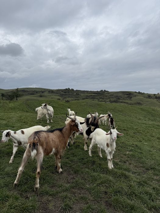 Capre si țapi de vanzare