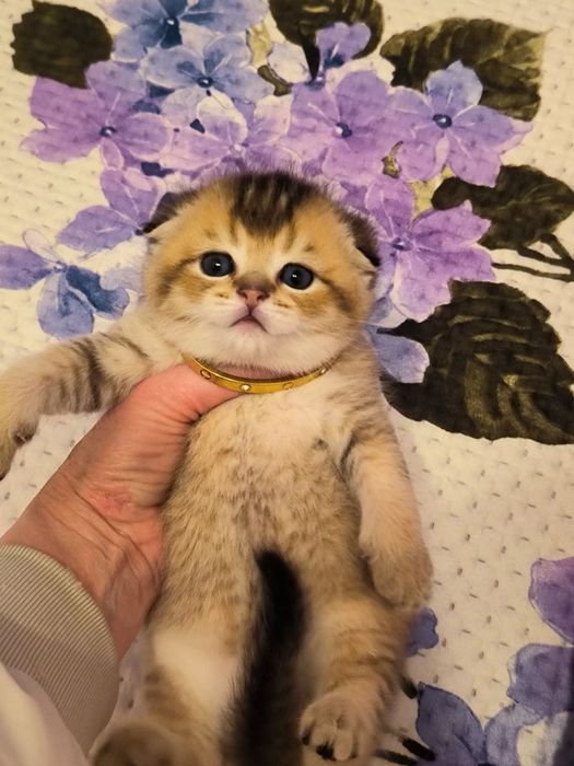 Продаются котята