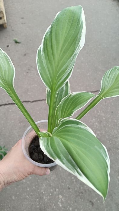 Многолетники и однолетники