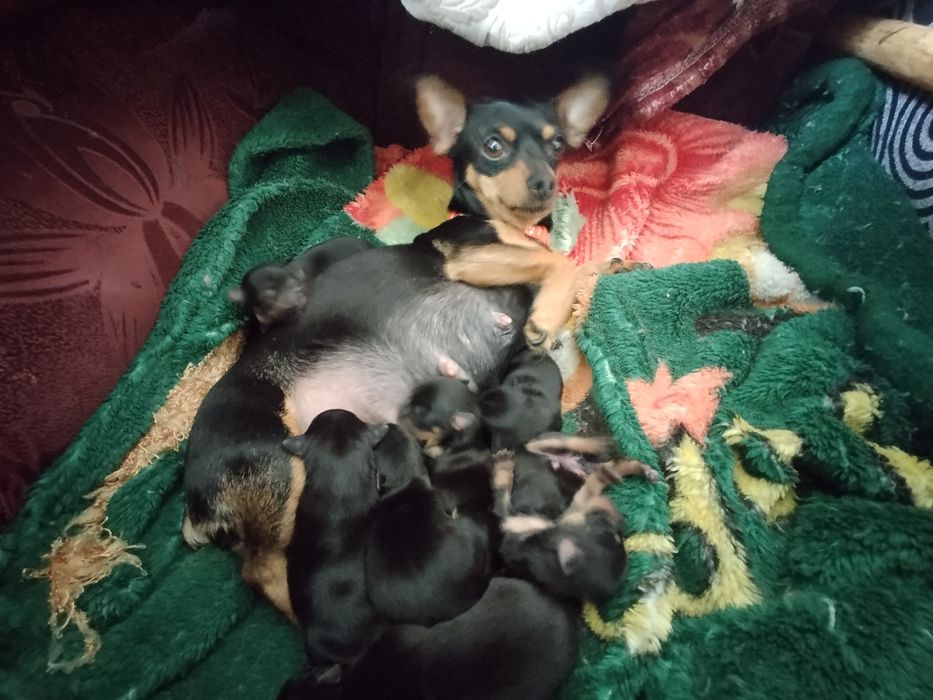 Щенки той терьер