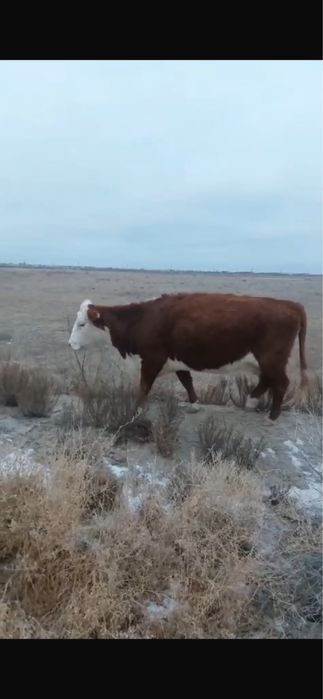 Сиыр сатылады 3 бас ак бас