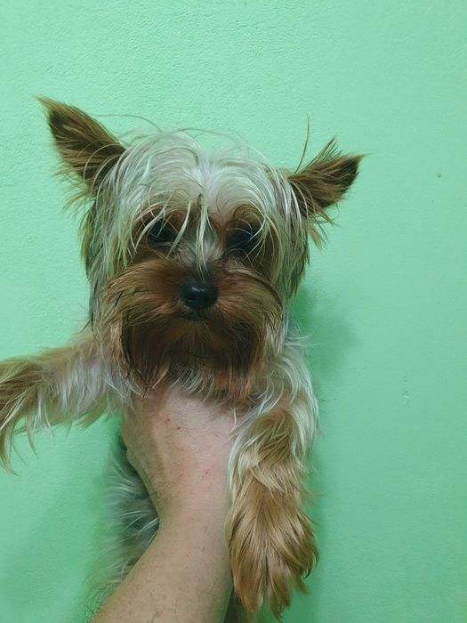 Мини йорки   ...