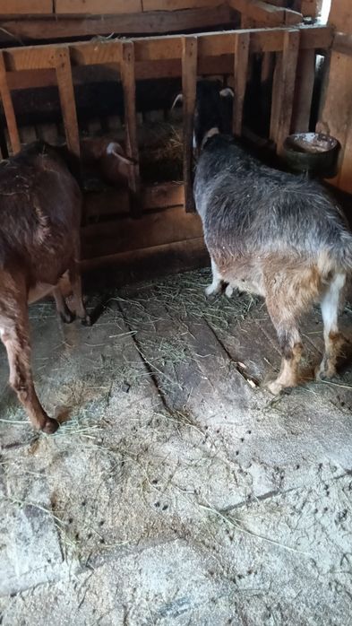 Vând capre de rasă