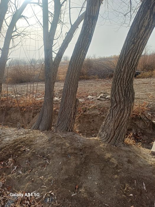 O'tin har xil  zaldori  Tollar