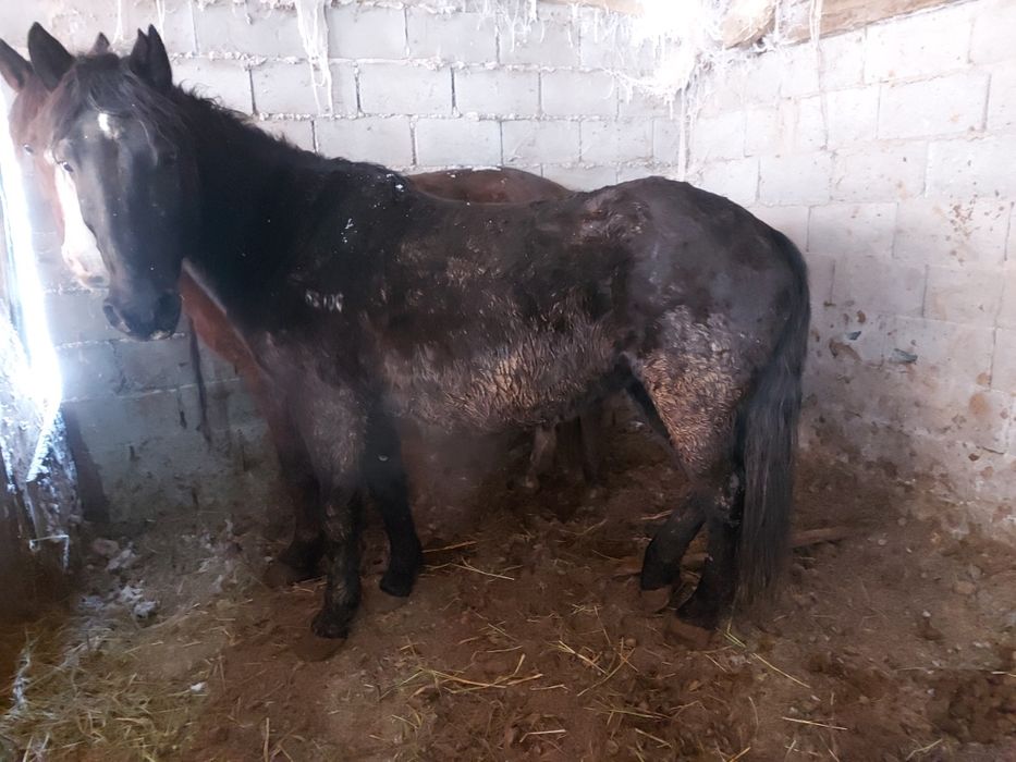 Астана илинка Ауылында семіз жылқылар сатылады