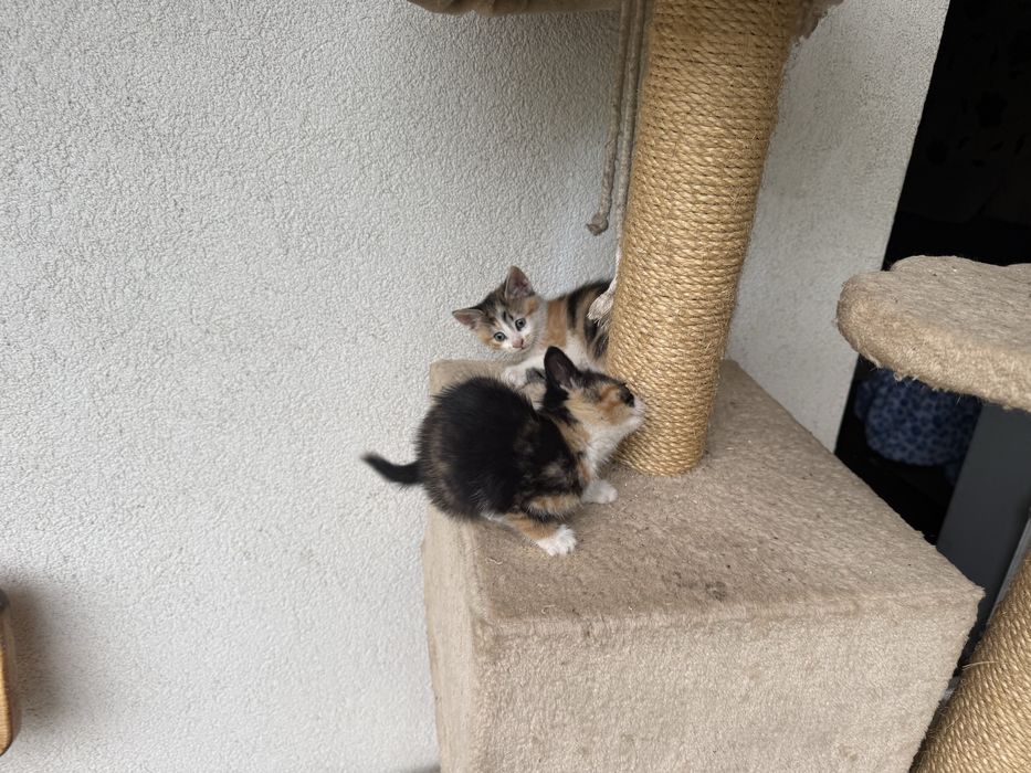 Подарявам котенца