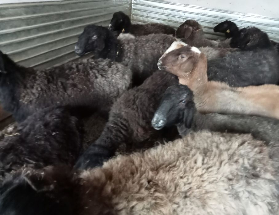 Кои токты козылы кои