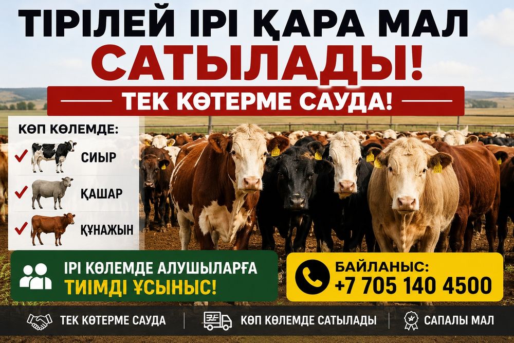 Ірі көлемде ірі қара малдар сатылады