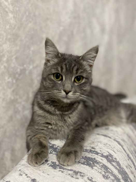 Отдам кошку в добрые руки !