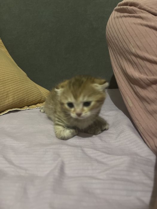 Продам милого котёнка