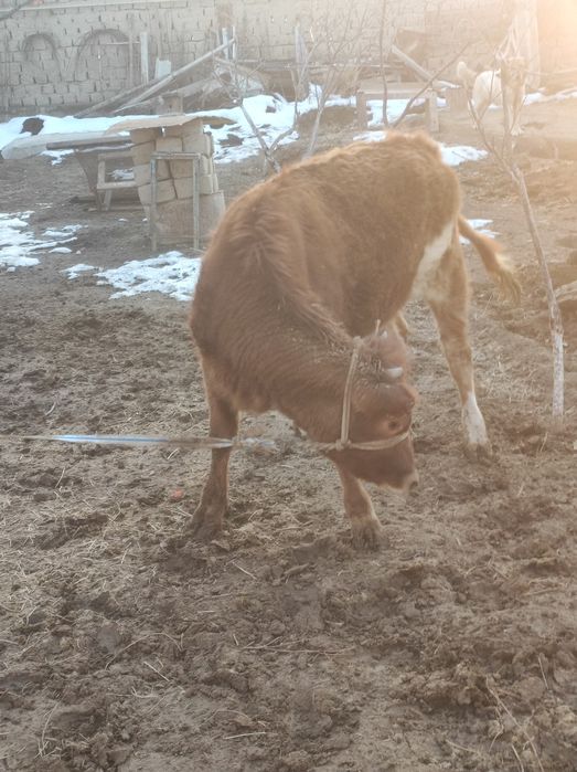 Бұзау сатылады кашар