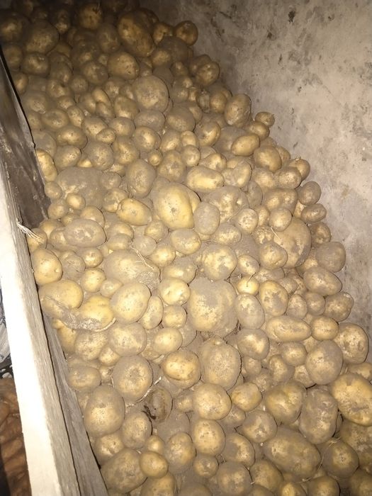 Үйдің картобын сатам