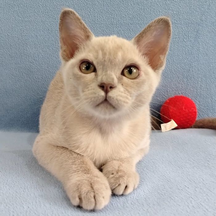 Котята породы бурма