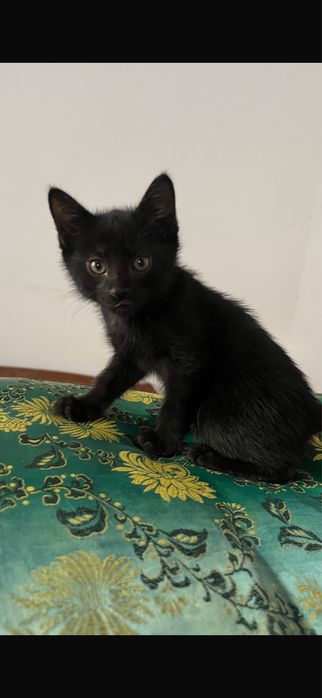 котята-котенки