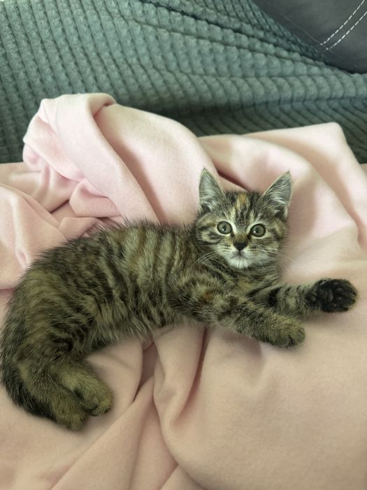 Отдадим котенка в добрые руки