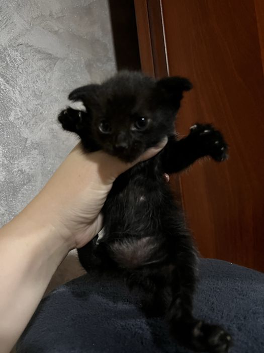 Отдам котят в добрые руки