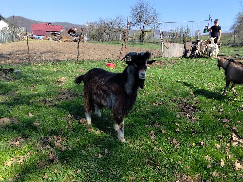 Vând capre si un țap