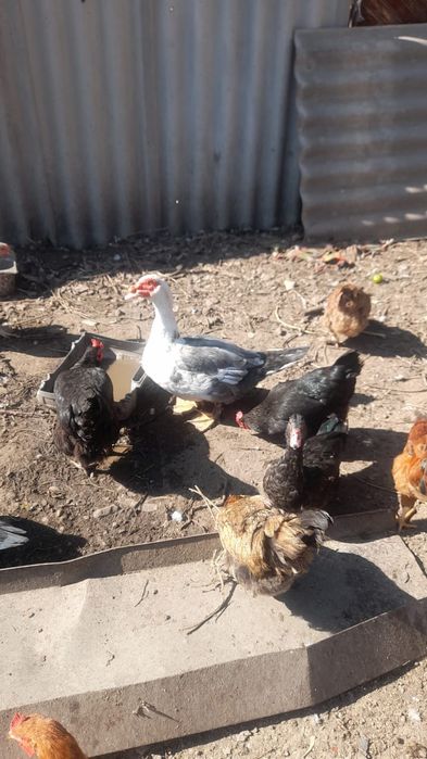 Утят  Индоутки домашние