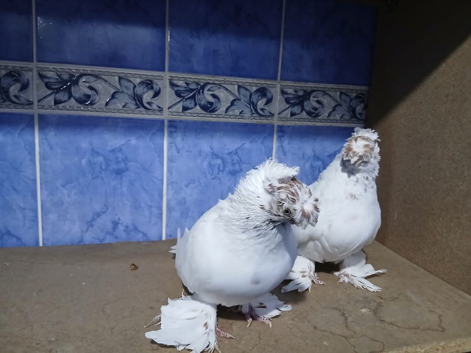 Продам пару Гулбадам