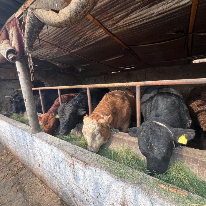 Пуха быки оптом 10 бас