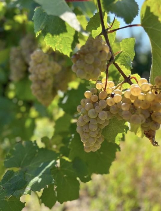 Struguri de vin transport inclus