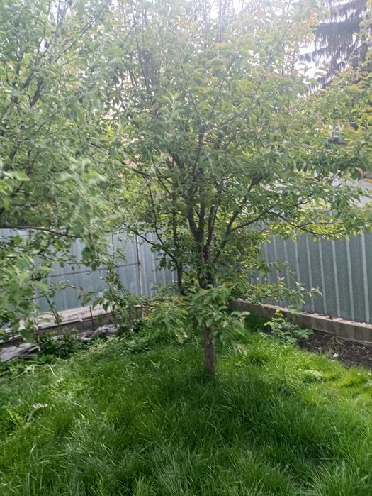 Продам яблони .2 -ствола 10 лет. 1-5 лет.