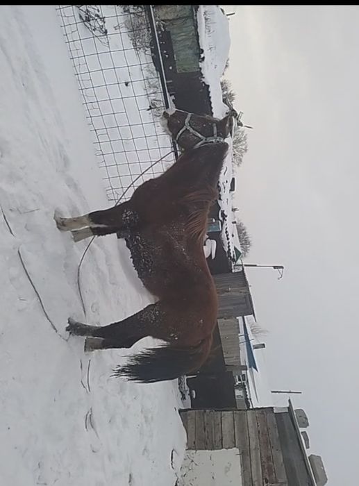 Продам тай привезен с Актобе (Кандыагаш)