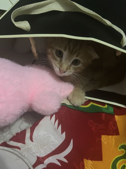 Потерялся котенок!!