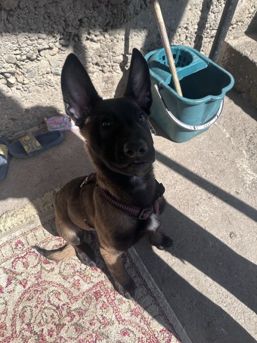 Ciobanesc belgian malinois