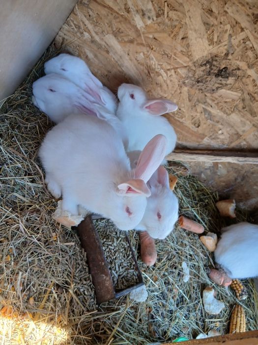 Vand iepurasi ,dambovita