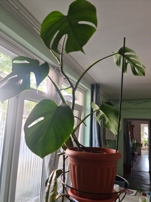 Цветок Монстера , продам