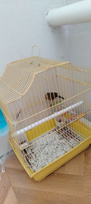 Продам канарейку