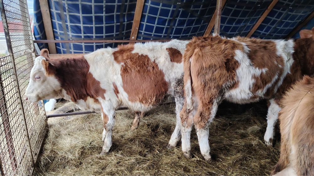 Vand vitei si vitele baltata romaneasca