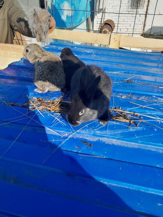 Продам кролчят разных возрастов