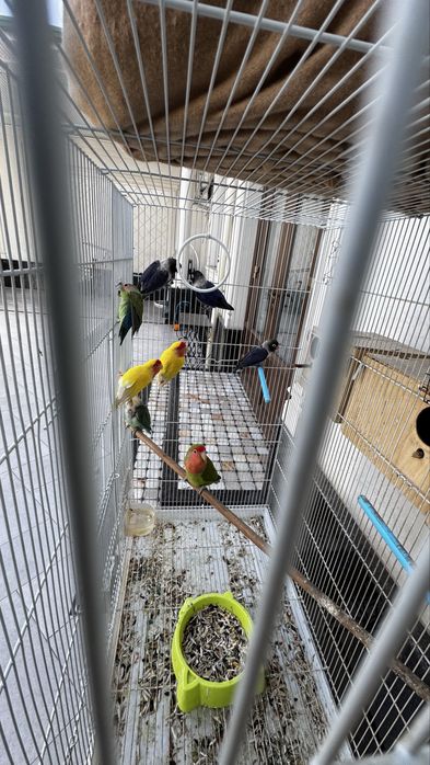 Неразлучники 8шт