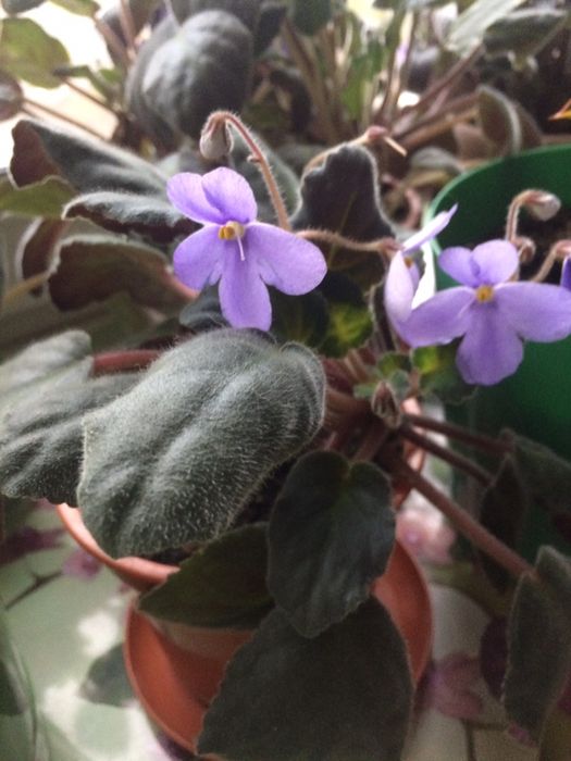 фиалка сиреневая