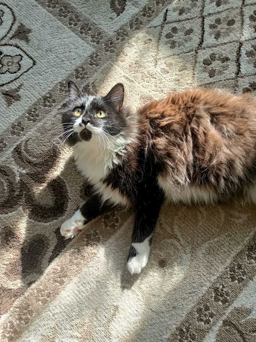 Котика в хорошую семью