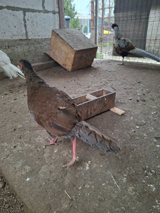 Fazani argintii 2025