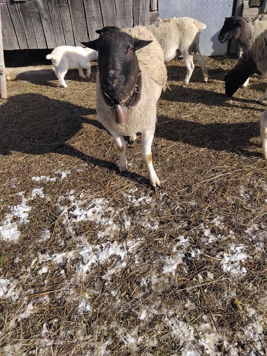 Berbec Dorper de vânzare.