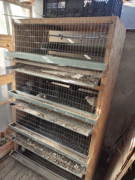 Бөдененің ұясы сатылады