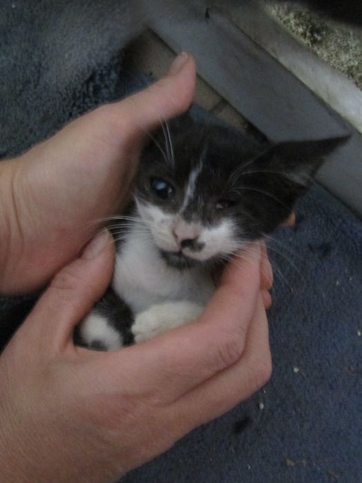 Adopție pisicuțe