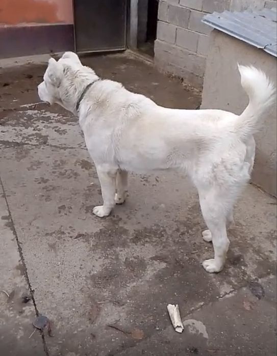 Продам собаку алабай