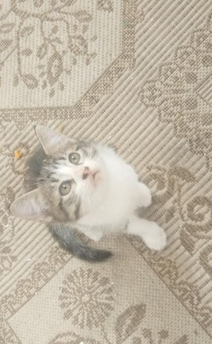 Отдам котят бесплатно