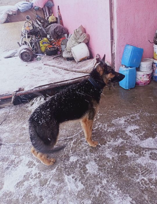 Немецкая овчарка