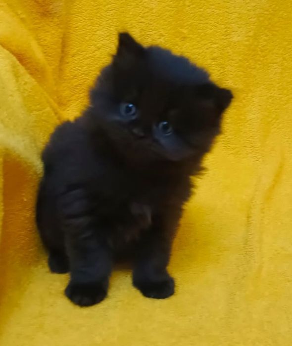 Котики и кошечки шотландские