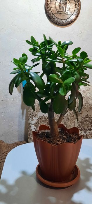 Цветы каждый по 3 000