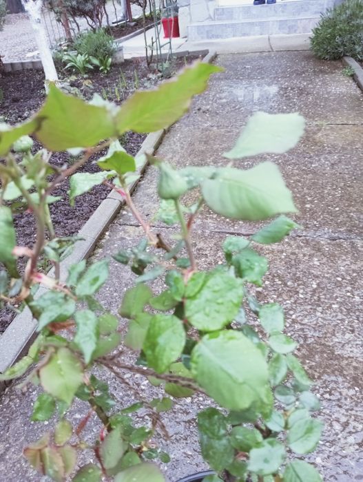 Trandafiri de dulceață Rose de Rescht