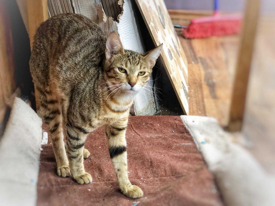 Женско коте на 6 месеца