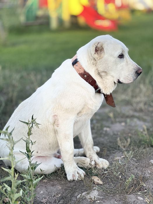 Украден член семьи!