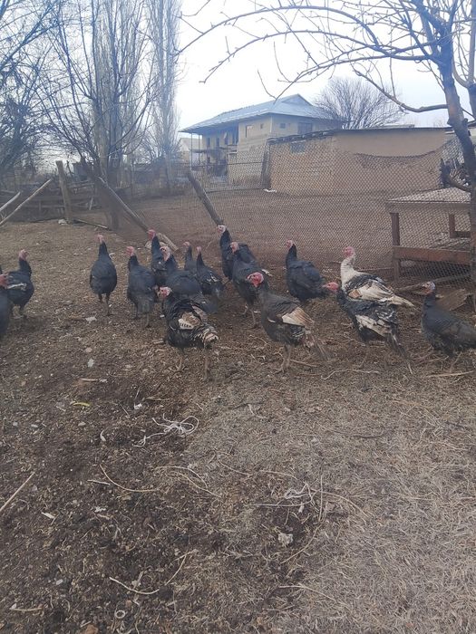 Осы куркелер сатылады